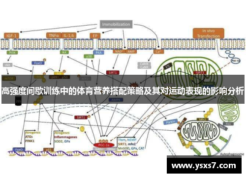 高强度间歇训练中的体育营养搭配策略及其对运动表现的影响分析